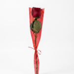 وردة حمراء مفردة أنيق | Elegant Single Red Rose